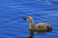 Black Swan Cygnet (Cygnus atratus) Royalty Free Stock Photo