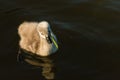 Black swan cygnet feeding on aquatic plant Royalty Free Stock Photo