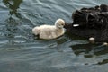 Black swan cygnet swimming looking for food Royalty Free Stock Photo