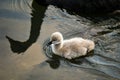 Black Swan Cygnet Royalty Free Stock Photo