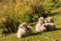 Black swan cygnets basking on grass Royalty Free Stock Photo