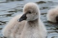 Black swan cygnets closeup Royalty Free Stock Photo