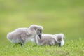 Black swan cygnets eating grass with nature green meadow background Royalty Free Stock Photo