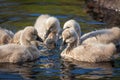 Black Swan Cygnets Feeding Royalty Free Stock Photo