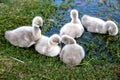 Black swan cygnets on a pond Royalty Free Stock Photo