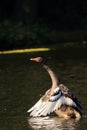 Black swan, Cygnus atratus, bird spreading wings in the water Royalty Free Stock Photo
