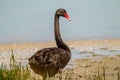 Black Swan Cygnus Atratus