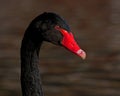 The black swan, Cygnus atratus close-up of the head