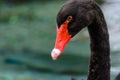 Black swan Cygnus atratus Royalty Free Stock Photo