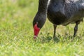 Black swan Cygnus atratus it feeds in the meadow Royalty Free Stock Photo