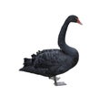 Black swan (Cygnus atratus) isolated on white background. Royalty Free Stock Photo