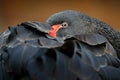Black swan, Cygnus atratus, large waterbird from Australia. Bird sleeping on the plumage. Wildlife scene from nature. Royalty Free Stock Photo