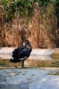 The black swan, Cygnus atratus is a large waterbird, a species of swan. Black plumage and a red beak. Anseriformes.