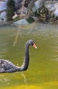 The black swan, Cygnus atratus is a large waterbird, a species of swan. Black plumage and a red beak. Anseriformes.