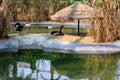 The black swan, Cygnus atratus is a large waterbird, a species of swan. Black plumage and a red beak. Anseriformes.