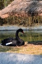 The black swan, Cygnus atratus is a large waterbird, a species of swan. Black plumage and a red beak. Anseriformes.