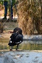 The black swan, Cygnus atratus is a large waterbird, a species of swan. Black plumage and a red beak. Anseriformes.