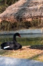 The black swan, Cygnus atratus is a large waterbird, a species of swan. Black plumage and a red beak. Anseriformes.