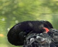 Black swan (Cygnus atratus) peep Royalty Free Stock Photo