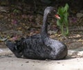 Black Swan Cygnus atratus resting at the side of water pond