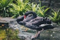 Black swan Cygnus atratus standing in near of pound. Beautiful west australian black swan Royalty Free Stock Photo