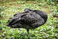 Black swan - Cygnus atratus - standing on the one leg and resting Royalty Free Stock Photo