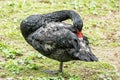 Black swan - Cygnus atratus - standing on the one leg Royalty Free Stock Photo