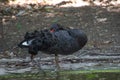 Black swan Cygnus atratus standing and resting on one leg Royalty Free Stock Photo