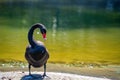 Black Swan or Cygnus atratus stands on river bank Royalty Free Stock Photo