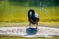 Black Swan or Cygnus atratus stands on river bank Royalty Free Stock Photo