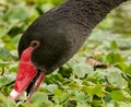 Black Swan (Cygnus atratus). Black Swans are an iconic Australian bird, the symbol of Western Australia Royalty Free Stock Photo