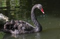 Black Swan Cygnus atratus swimming in the water of the lake