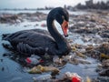 Ai Generated illustration Wildlife Concept of The black swan Cygnus atratus try to eat plastic pollution Royalty Free Stock Photo