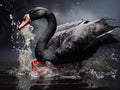 Ai Generated illustration Wildlife Concept of The black swan Cygnus atratus try to eat plastic pollution Royalty Free Stock Photo