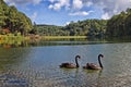 Black swan Cygnus atratus two birds in the Lake Royalty Free Stock Photo