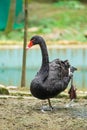 Black Swan (Cygnus atratus) walking or standing with one leg in the zoo near a pond Royalty Free Stock Photo