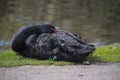 Black swan, Cygnus atratus wild bird relaxing on grass. Australian black swan close up portrait Royalty Free Stock Photo