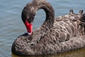 Black swan, Cygnus atratus wild bird relaxing on water Royalty Free Stock Photo