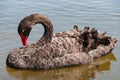 Black swan, Cygnus atratus wild bird relaxing on water Royalty Free Stock Photo