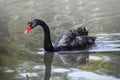 Black swan, Cygnus atratus wild bird relaxing on water. Australian black swan close up portrait Royalty Free Stock Photo