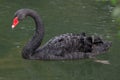 Black swan Cygnus atratus. Royalty Free Stock Photo