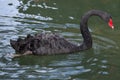 Black swan Cygnus atratus.