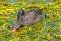 Black swan drinkin Royalty Free Stock Photo