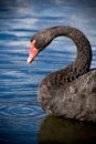 Black Swan drinking water