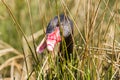 Black swan is eating grass Royalty Free Stock Photo