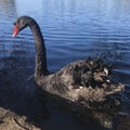 A black swan with elegant long neck in the lake. Square photo image. Royalty Free Stock Photo