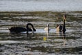 Black Swan family Royalty Free Stock Photo