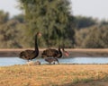 Black swan family on land Royalty Free Stock Photo