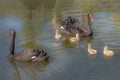 A pair of Black Swan with Four Cygnets Royalty Free Stock Photo