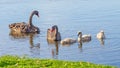 Black Swan Family Royalty Free Stock Photo